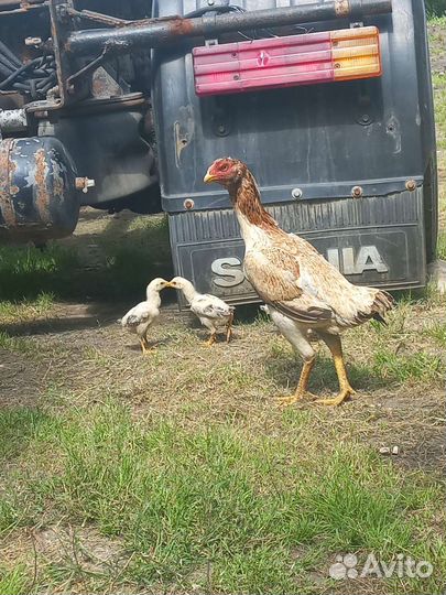 Бойцовые птицы