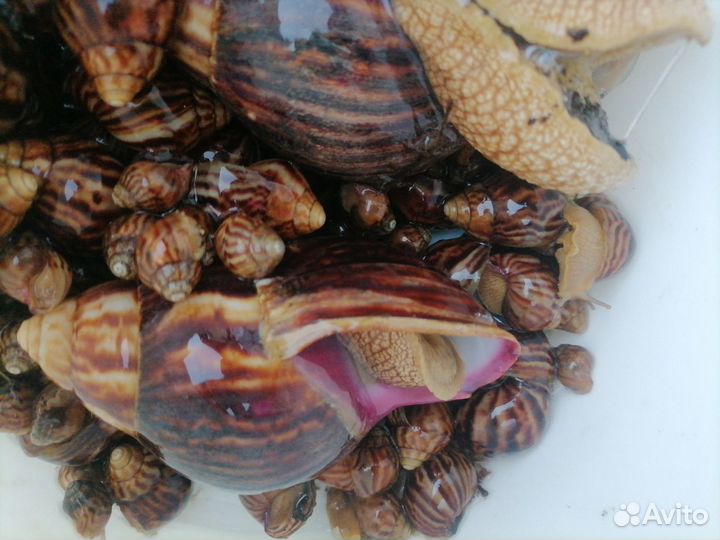Улитки ахатины бесплатно