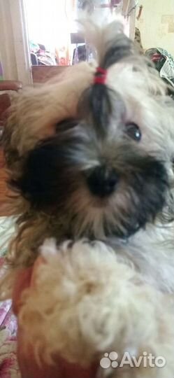 Щенки мальтийской болонки