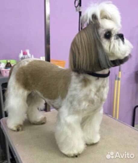 Груминг собак мелких пород и кошек