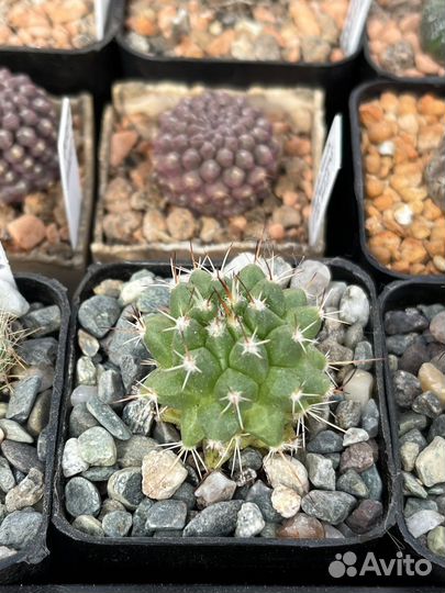 Кактус Маммиллярия