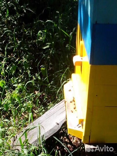 Среднерусская медоносная пчела с ульями Дадан