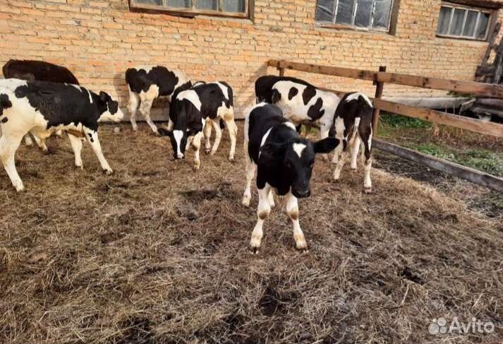 Телята с доставкой