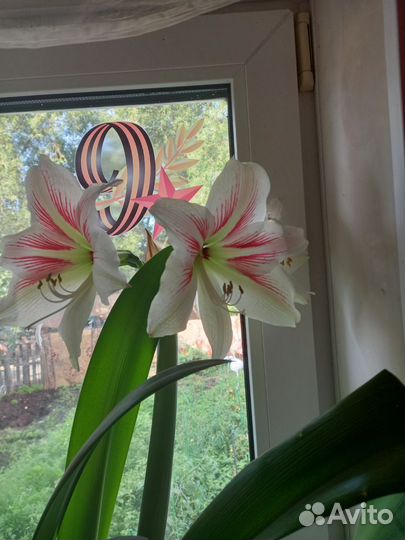 Гиппиаструм