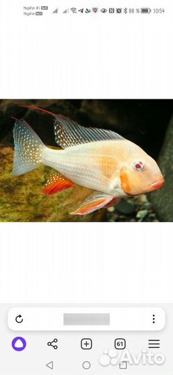 Аквариум + содержимое