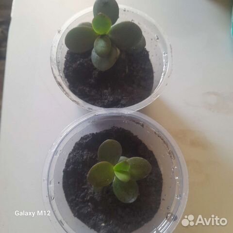 Толстянка денежное дерево