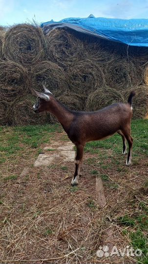 Альпийские козы