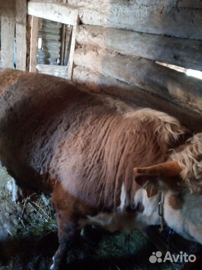 Быки герефорд на племя