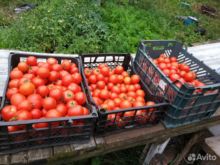 Помидоры