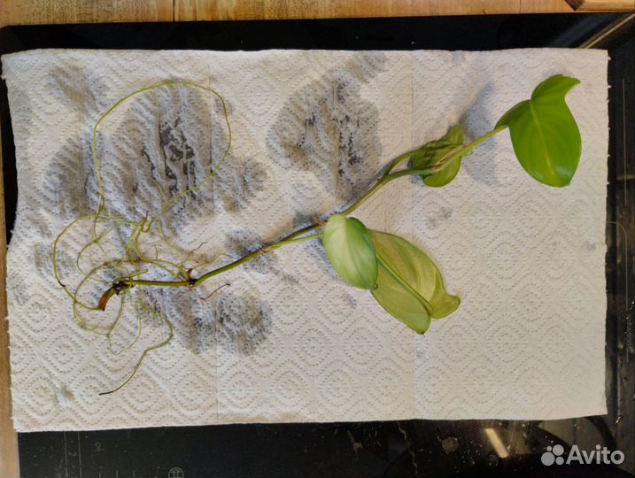 Комнатные растения, ростки