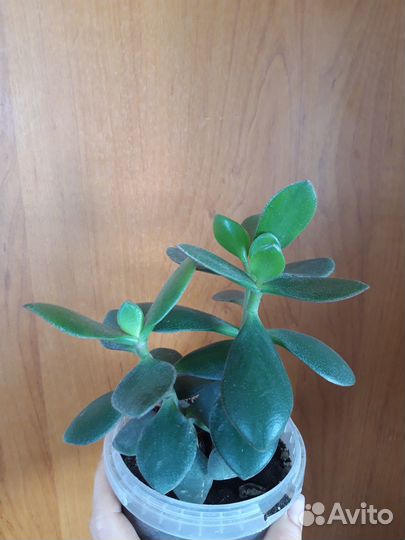 Отростки фикуса, денежного дерева