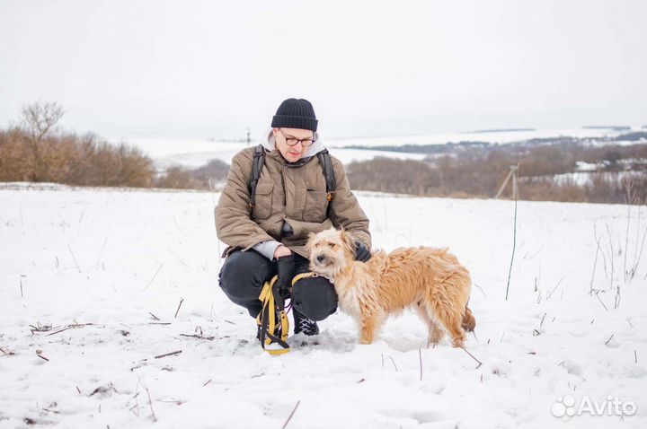 Собака из приюта в добрые руки бесплатно