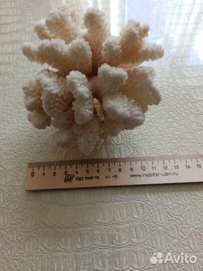 Морской коралл