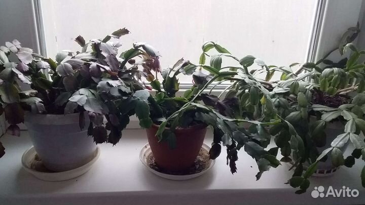 Комнатные цветы