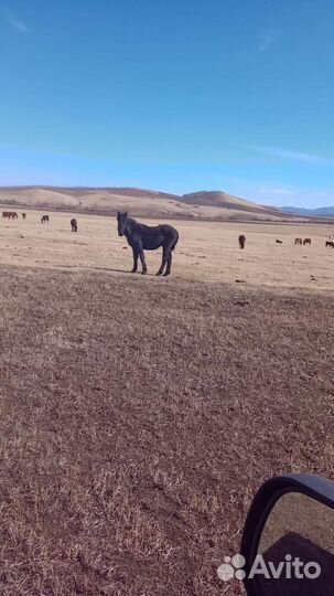 Продам жеребят