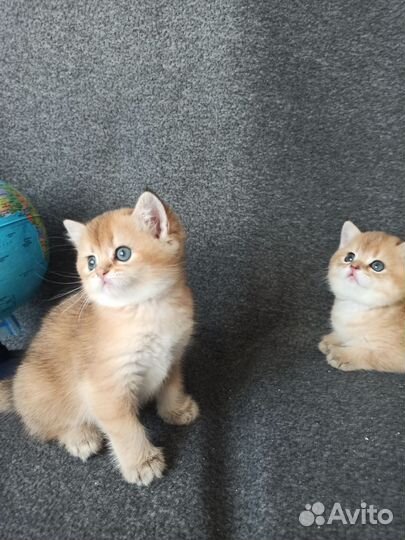Британские котята золотая шиншилла