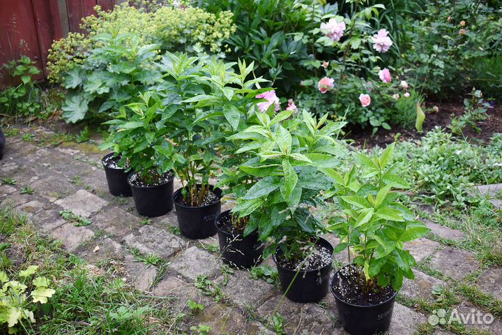 Цветы флокс, котовник, физостегия, очиток