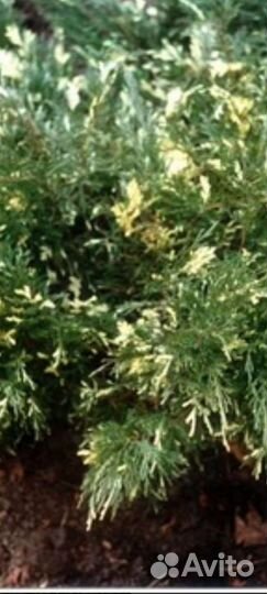 Можжевельник вариегатта