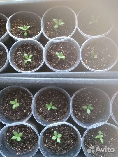 Золотой шар,сентябринки