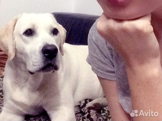 Вязка Лабрадор