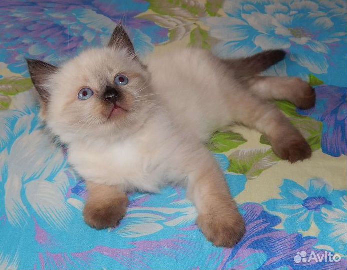 Котята тайские