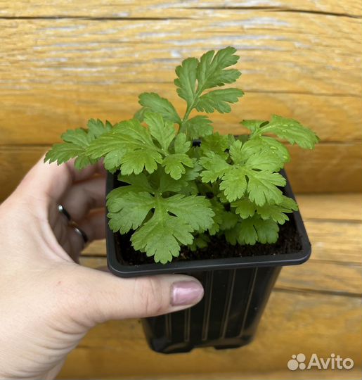 Хризантема девичья / Пиретрум