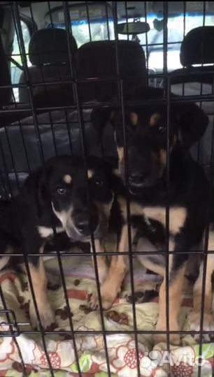 Отлов собак, кошек, енотов, лис