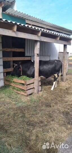 Корова дойная