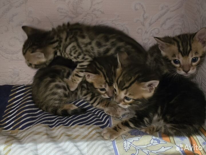 Бенгальские котята