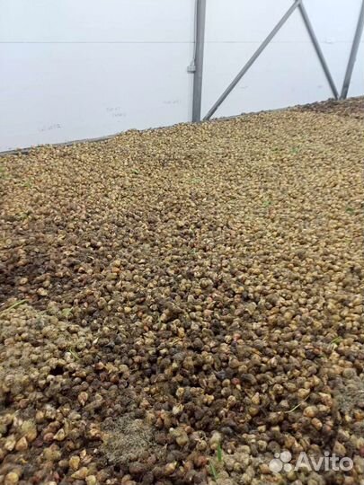 Луковицы тюльпанов