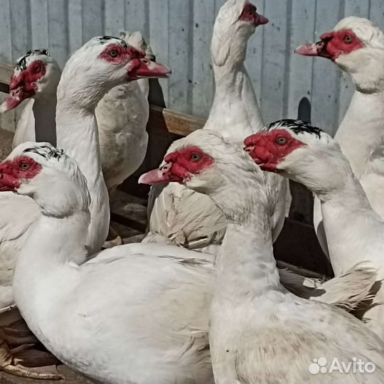 Инкубационное яйцо Гримо тяжёлая линия