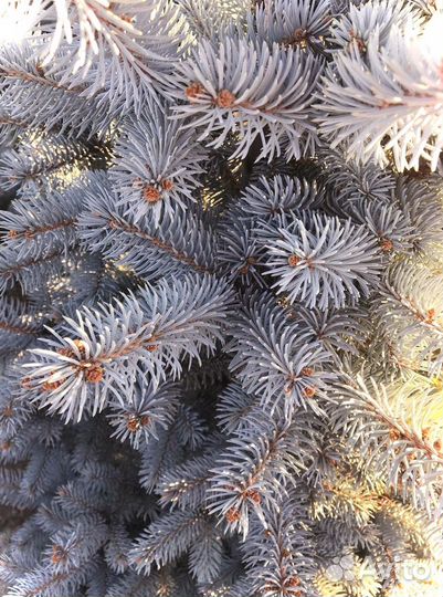 Ель голубая хупси