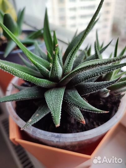 Хавортия жемчужная