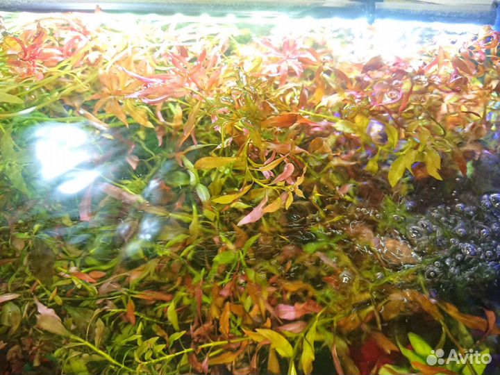 Растение Людвигия Красная, Погостемон Октопус