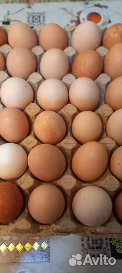 Домашние куриные и утиные яйца