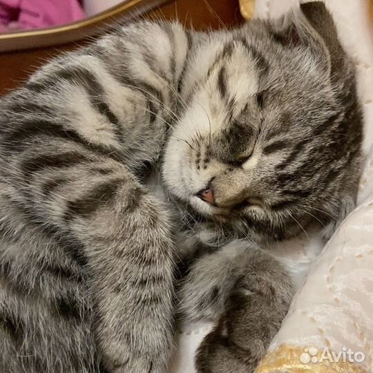 Найдена кошка