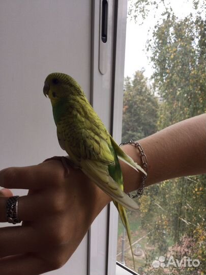 Волнистый попугай птенец самка