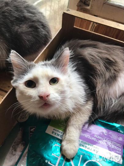 Кот Кузя в добрые руки