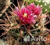 Семена кактусов