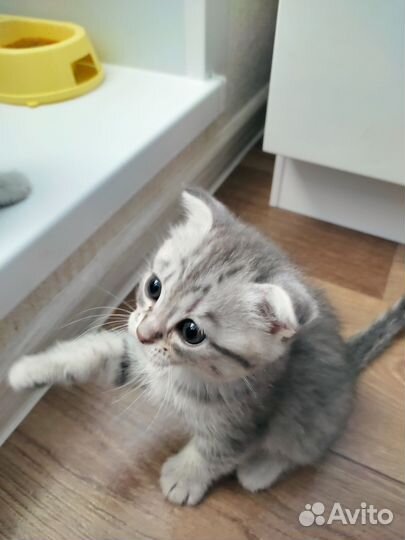 Шотландская
