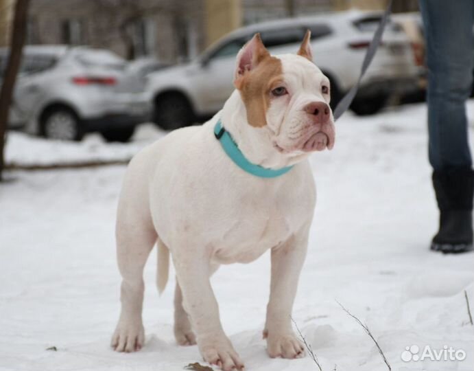 Собаки щенки