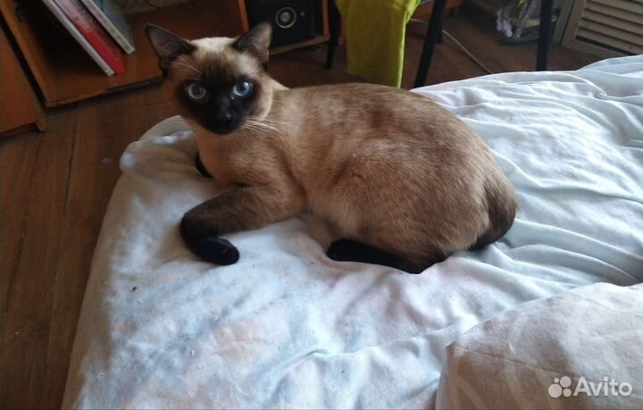 Тайский котик ищет невесту