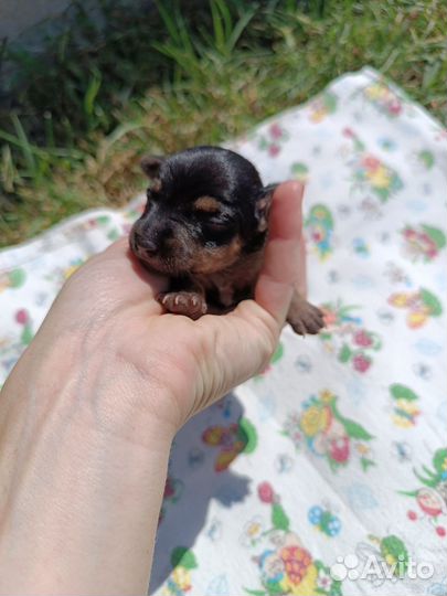 Мини той-терьер щенки