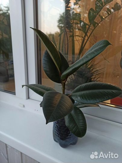 Фикус каучуконосный