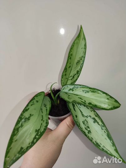 Излишки растений