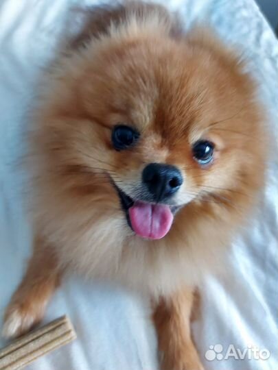 Померанский шпиц вязка