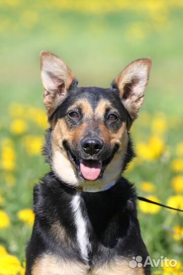 Молодая Рокси ищет дом