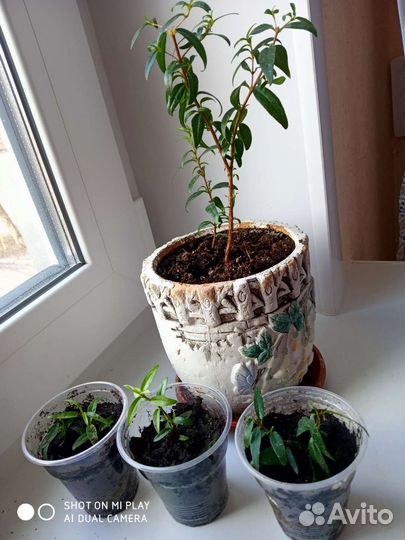 Цикламен, абутилон, мирт, пеларгонии, фиалки