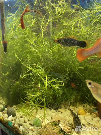 Трава для аквариума