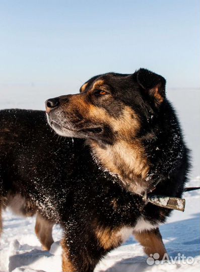 Собака из приюта в добрые руки бесплатно